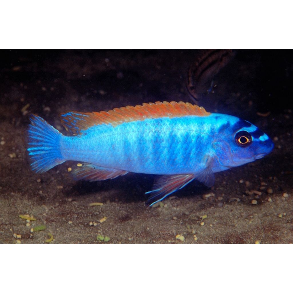 Cichlid Labeotropheus Trewavasae Thumbi West Mbuna Africa Ikan Premium Red Top Labeo