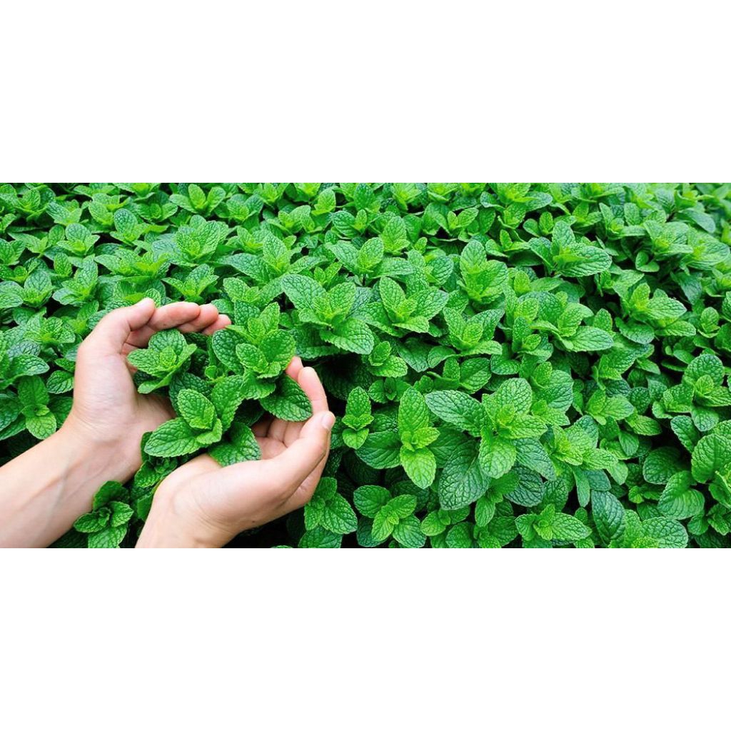 bibit daun mint | daun mint | bibit mint | mint kriting | tanaman herbal