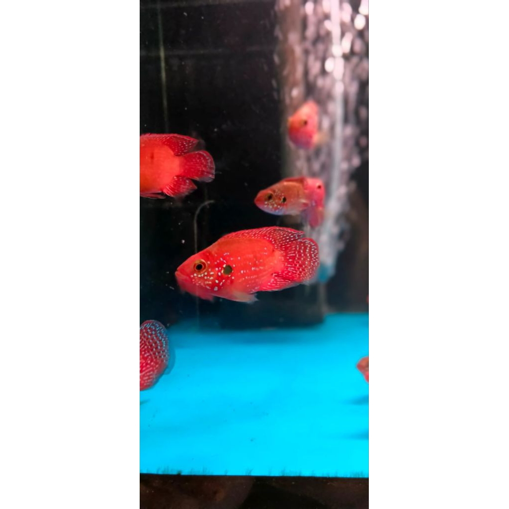 Ikan hias Red Jewel cichlid (Khusus Gojek)