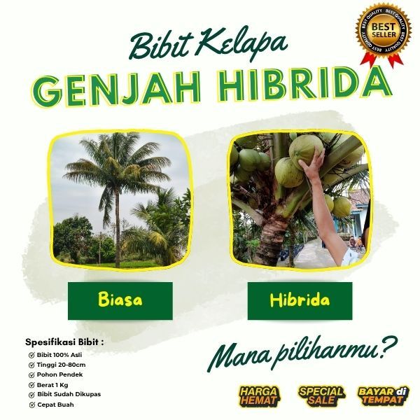 GARANSI BIBIT MATI  Tanaman Kelapa Hibrida Genjah, Tanaman Kelapa Hibrida Hijau, Tanaman Kelapa Hibr