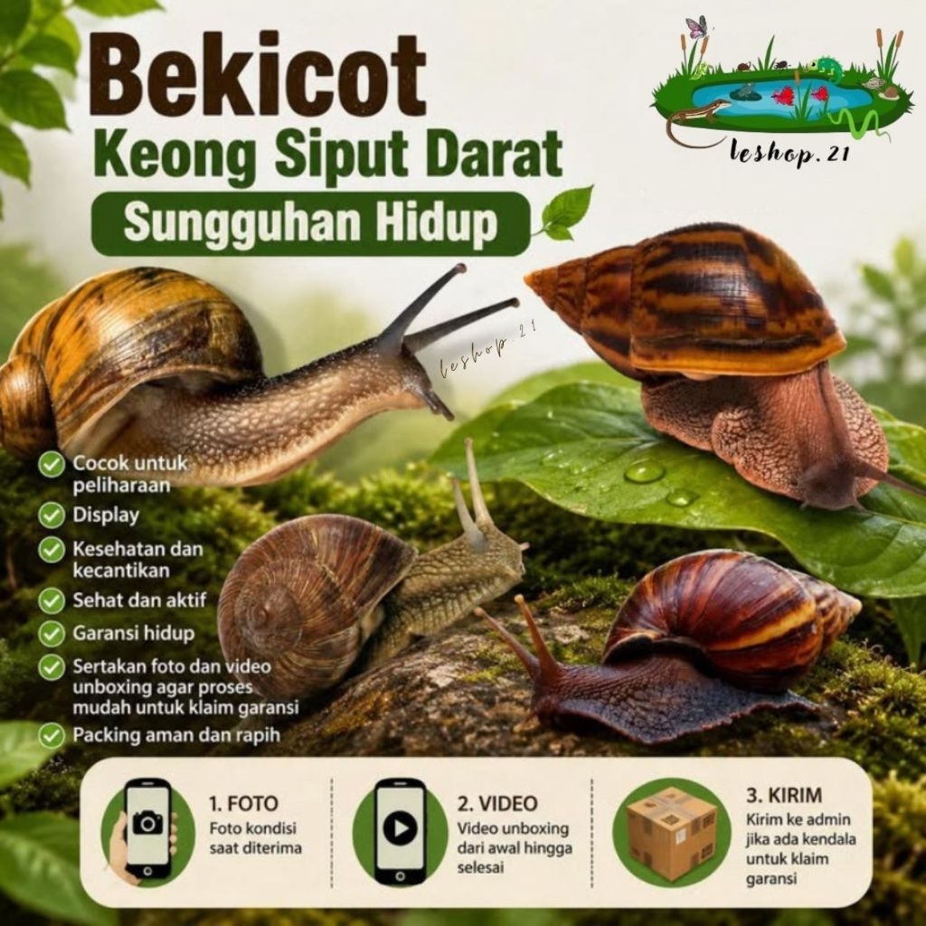 Koleksi mainan bekicot murah