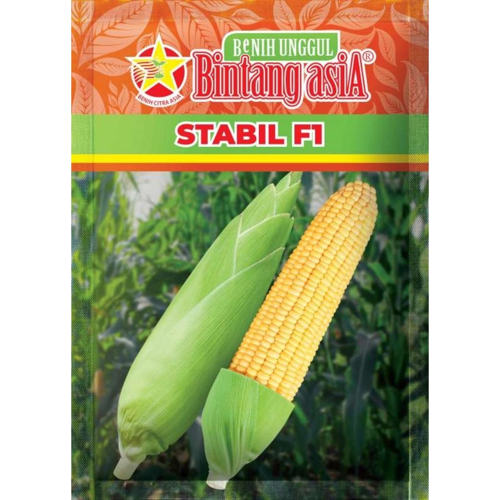 Stabil f1/BENIH jagung manis hibrida/ bintang asia