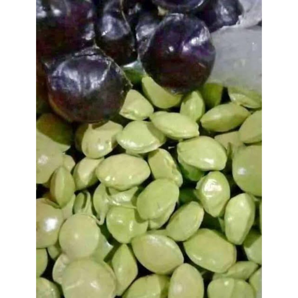 Jengkol Muda Segar 1Kg  Mentah Masih Kulit/Cangkang/Belum Kupas
