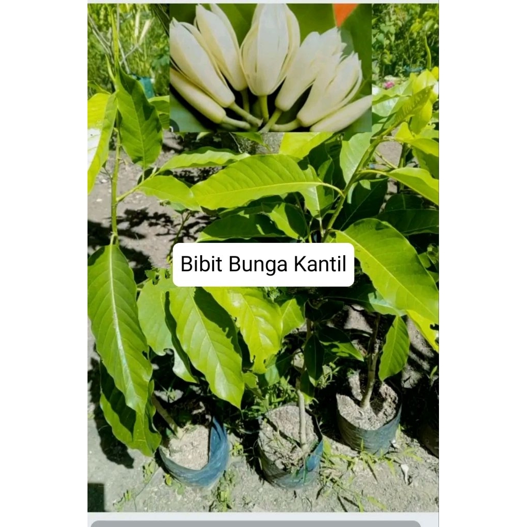 Bibit Bunga Kantil Wangi Segar