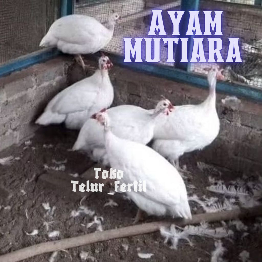 TELUR AYAM MUTIARA UNTUK DITETASKAN