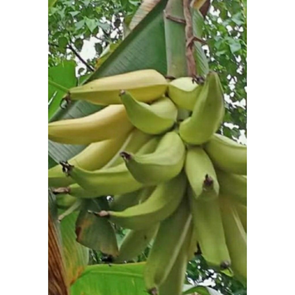 bibit pisang tanduk botol beli 2 gratis 1