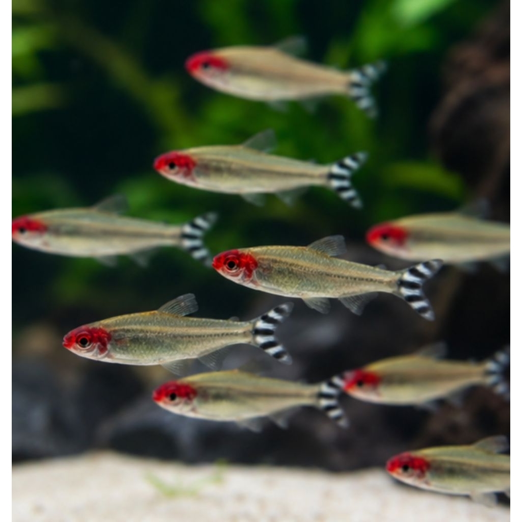 Ikan Hias Red Nose Tetra Ukuran 2-2.5 cm, Warna Menawan & Karakter Damai