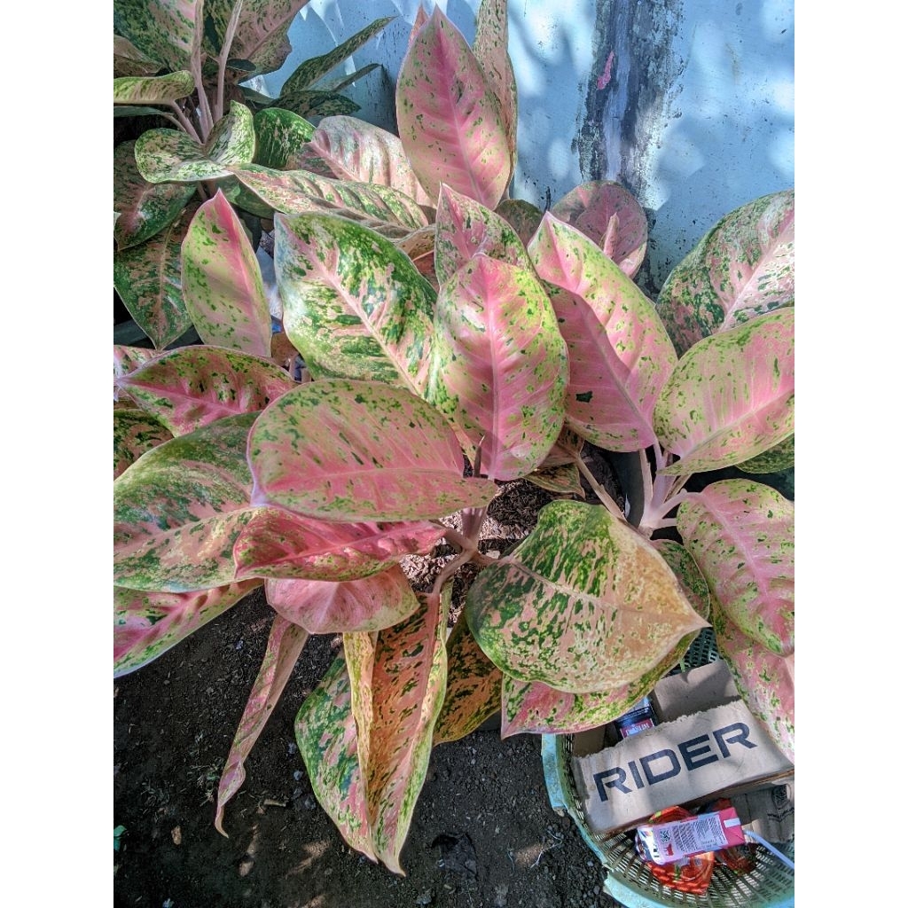 Aglonema bigroy indukan