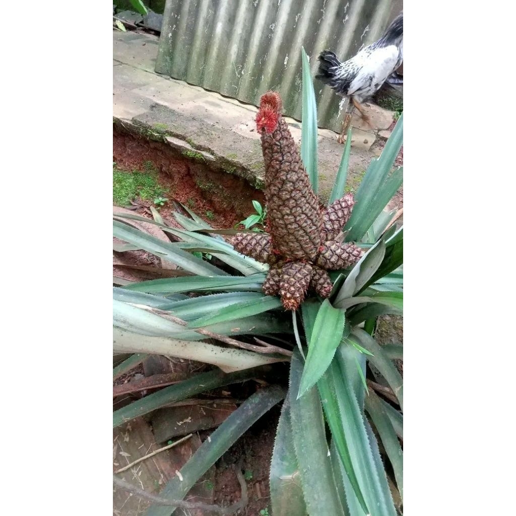 BIBIT NANAS UNIK NANAS MADu