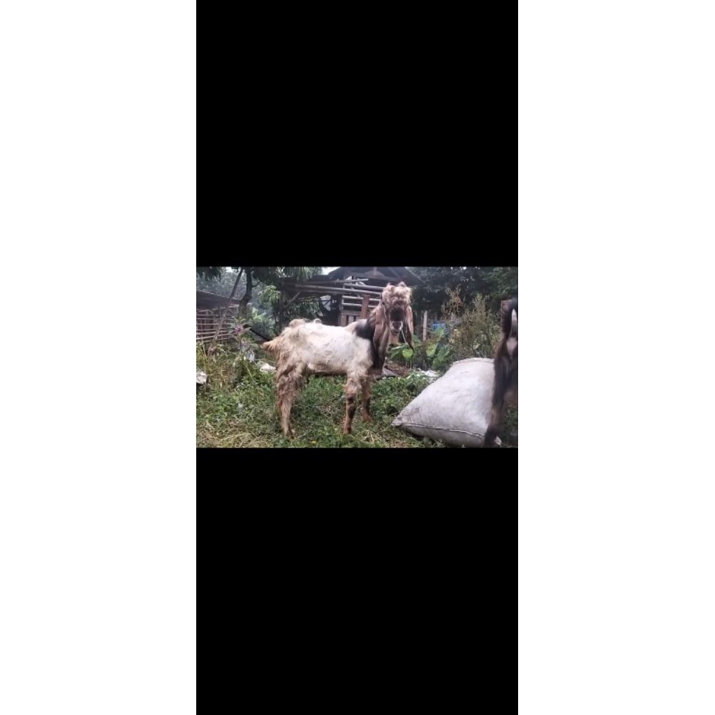 kambing kurban Ukuran sedang B