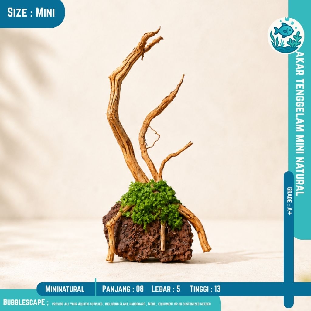 AKAR TENGGELAM MINI ( Senggani )  |Hardscape Natural Ornamen Hiasan |Tanaman Aquatic |Akar Tenggelam