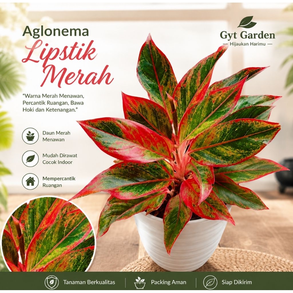 Tanaman Hias AGLONEMA Lipstik Aurora Aglonema Siam Aurora Aglonema Red Lipstik