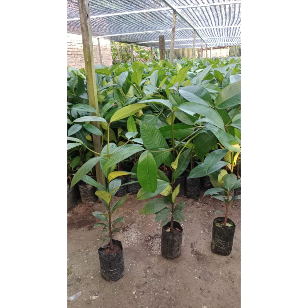BIBIT MANGGIS SUPER