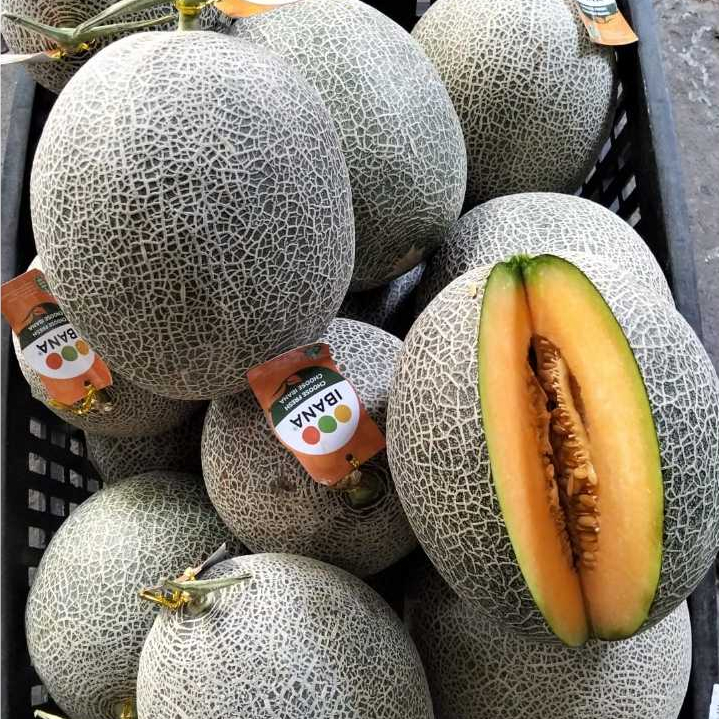 Melon Golden Aroma | IBANA