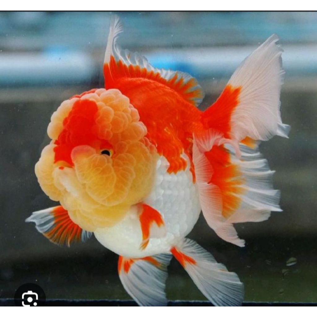 MAS KOKI ORANDA RED WHITE  PANCY SIZE 12 CM