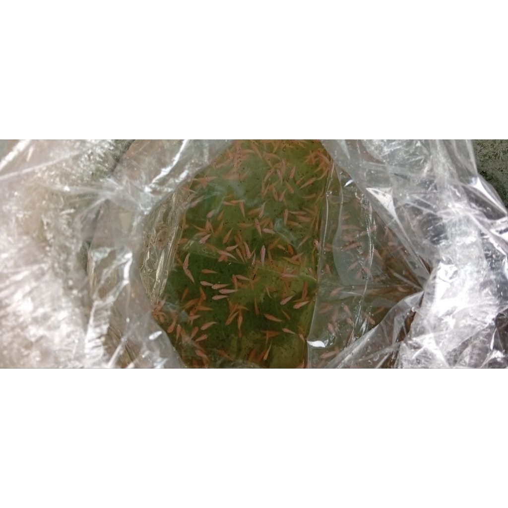 Hiasan Akuarium Bibit Ikan Gurame Padang Nguaci 25 ekor 55K