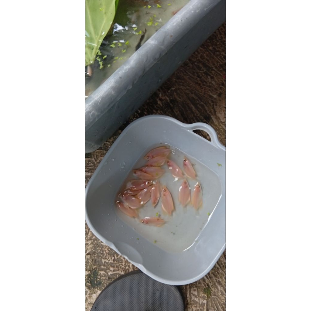 Hiasan Akuarium Bibit Ikan Gurame Padang Jempol 5 ekor 30K