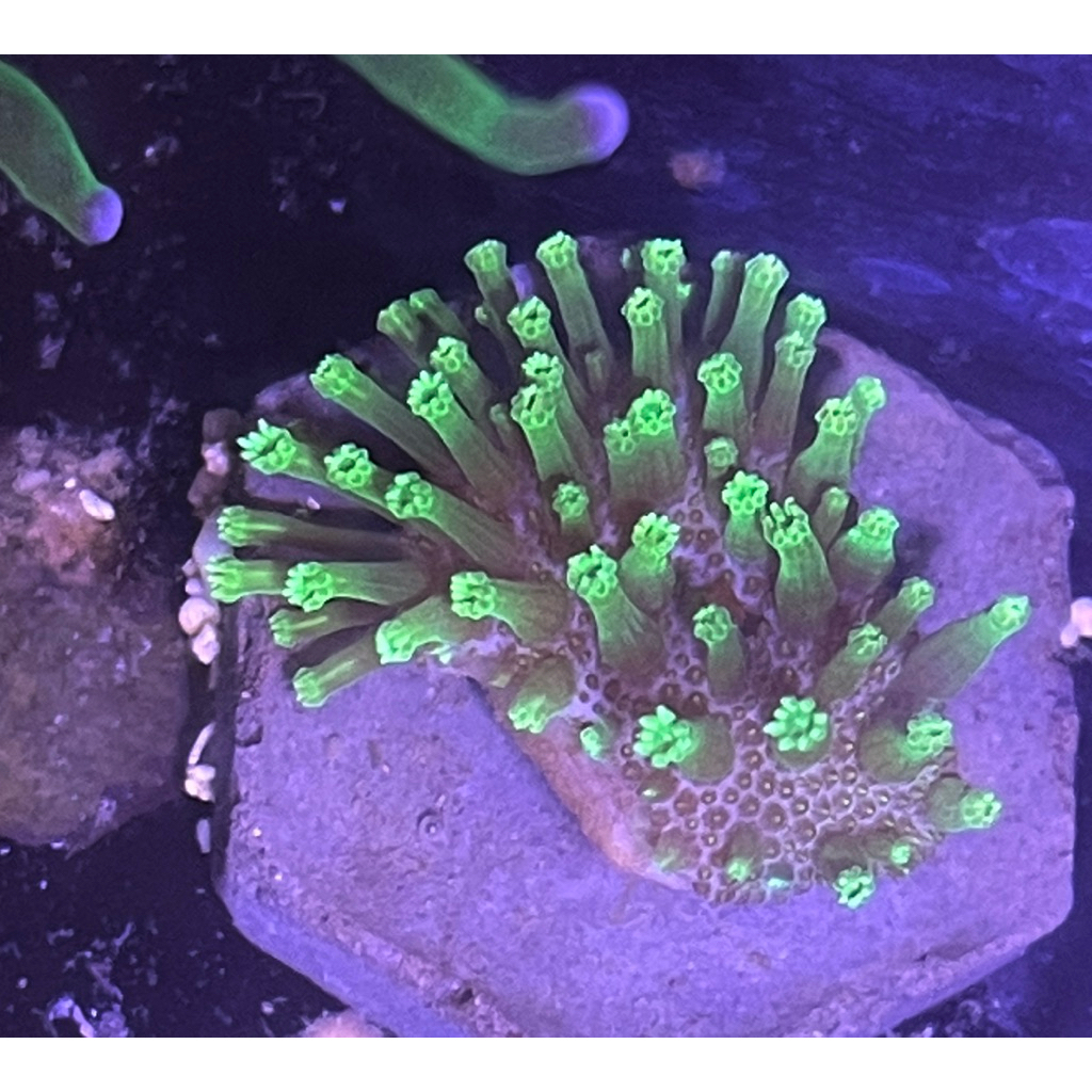 hiasan coral payungan mix