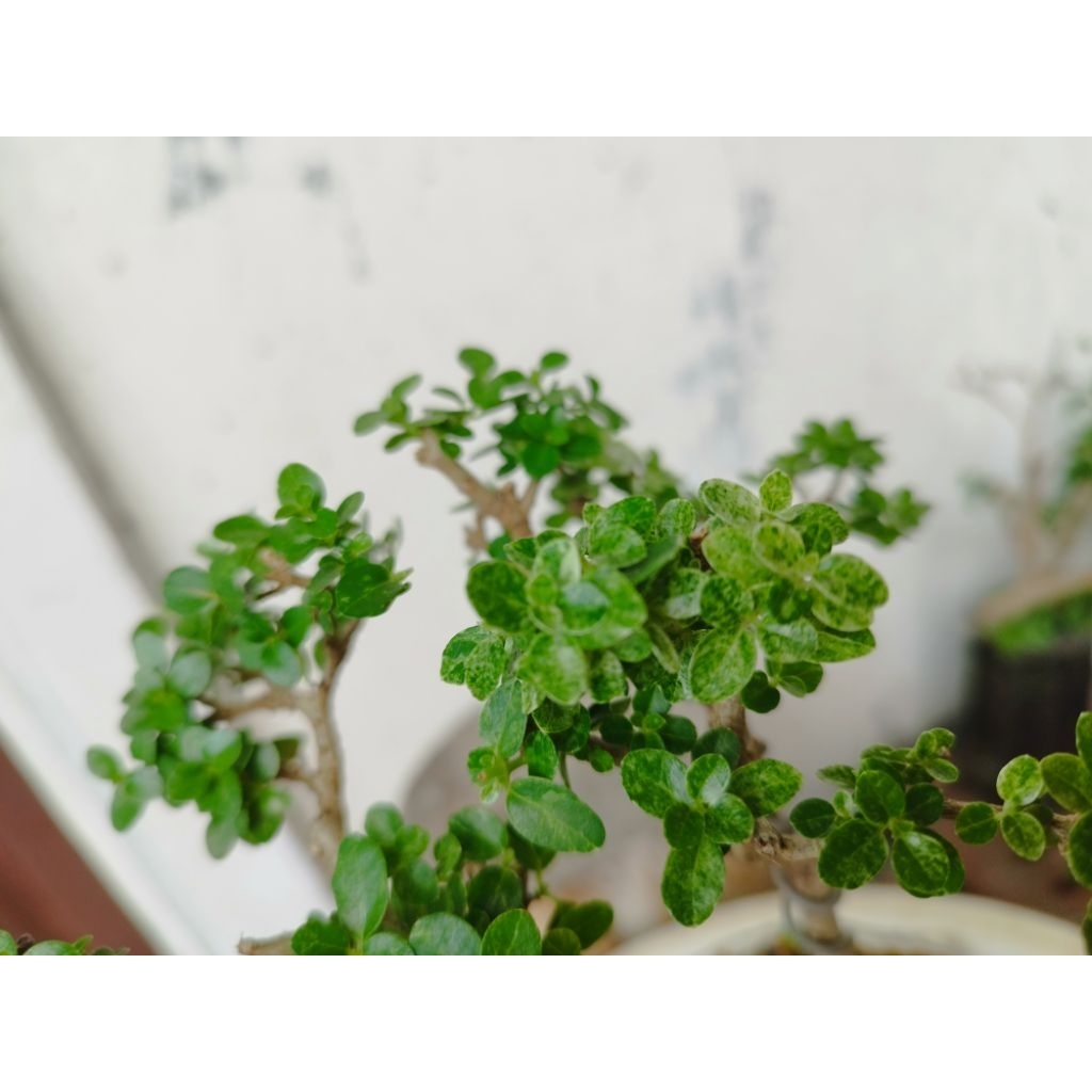 Bonsai Sancang Varigata