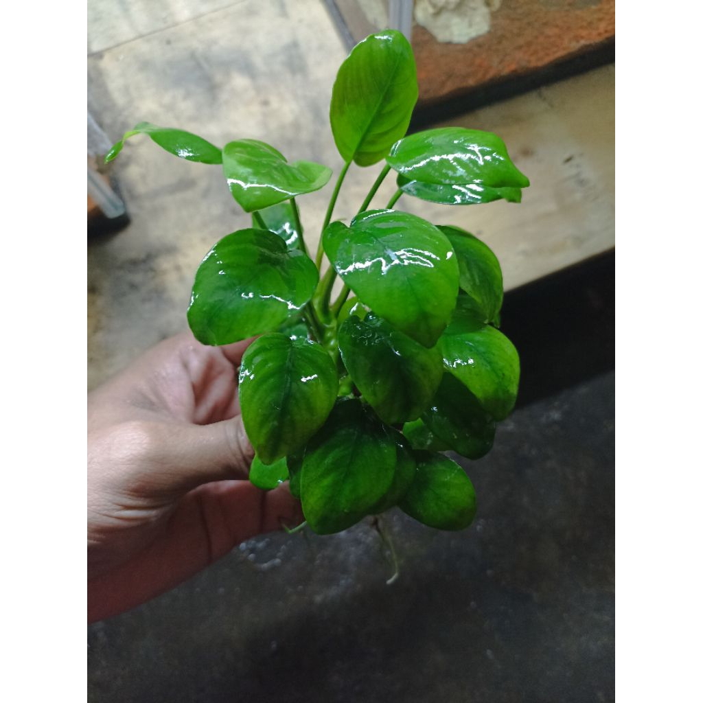 anubias nana mp
