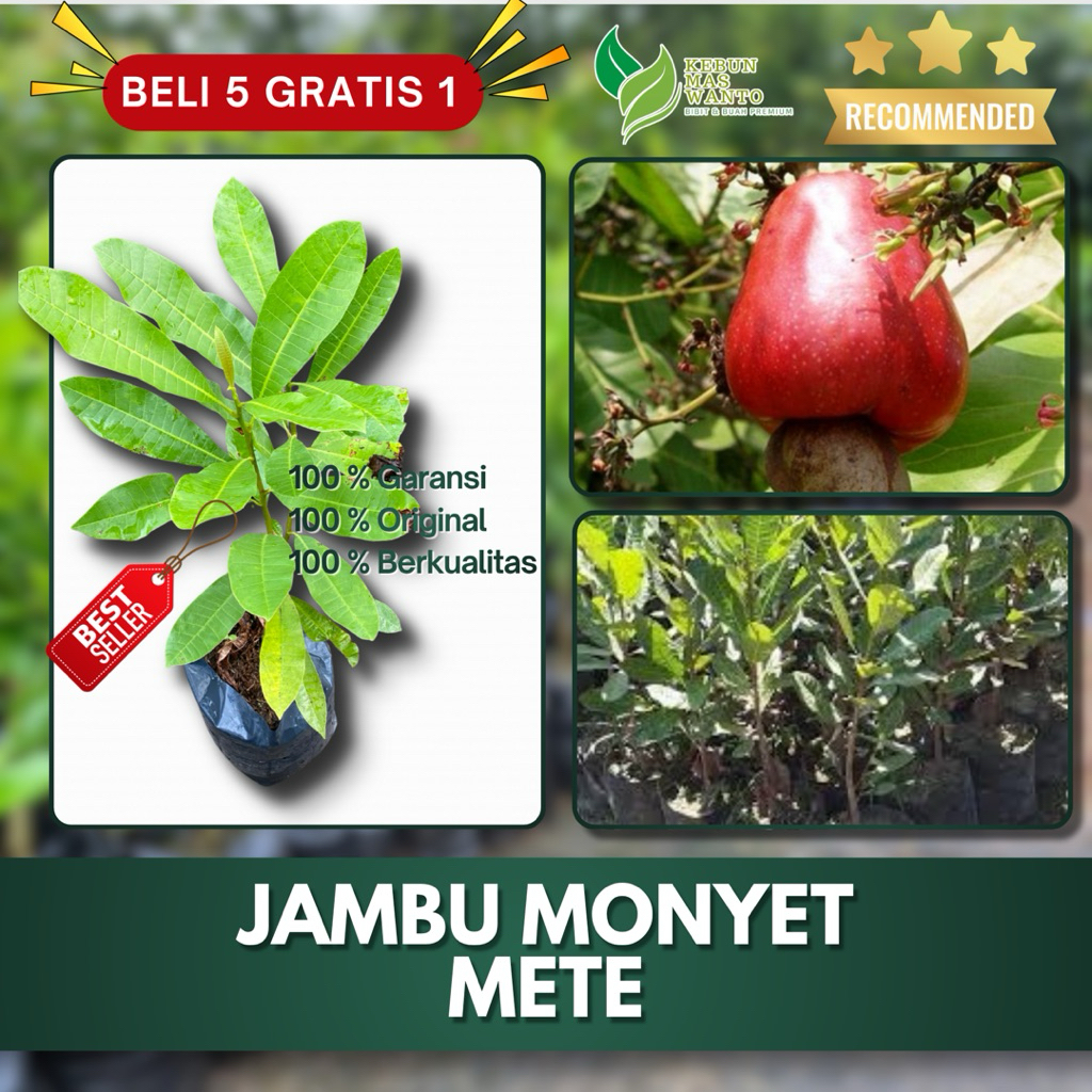 BIBIT BUAH JAMBU VARIETAS METE HASIL OKULASI-BIBIT JAMBU METE-BIBIT BUAH JAMBU METE-BUAH JAMBU METE