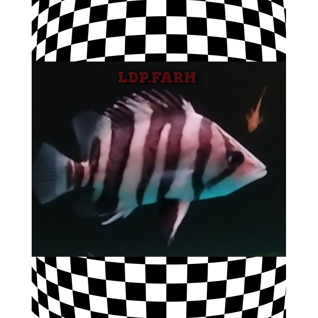 DATZ FORKBAR ( Stiker )