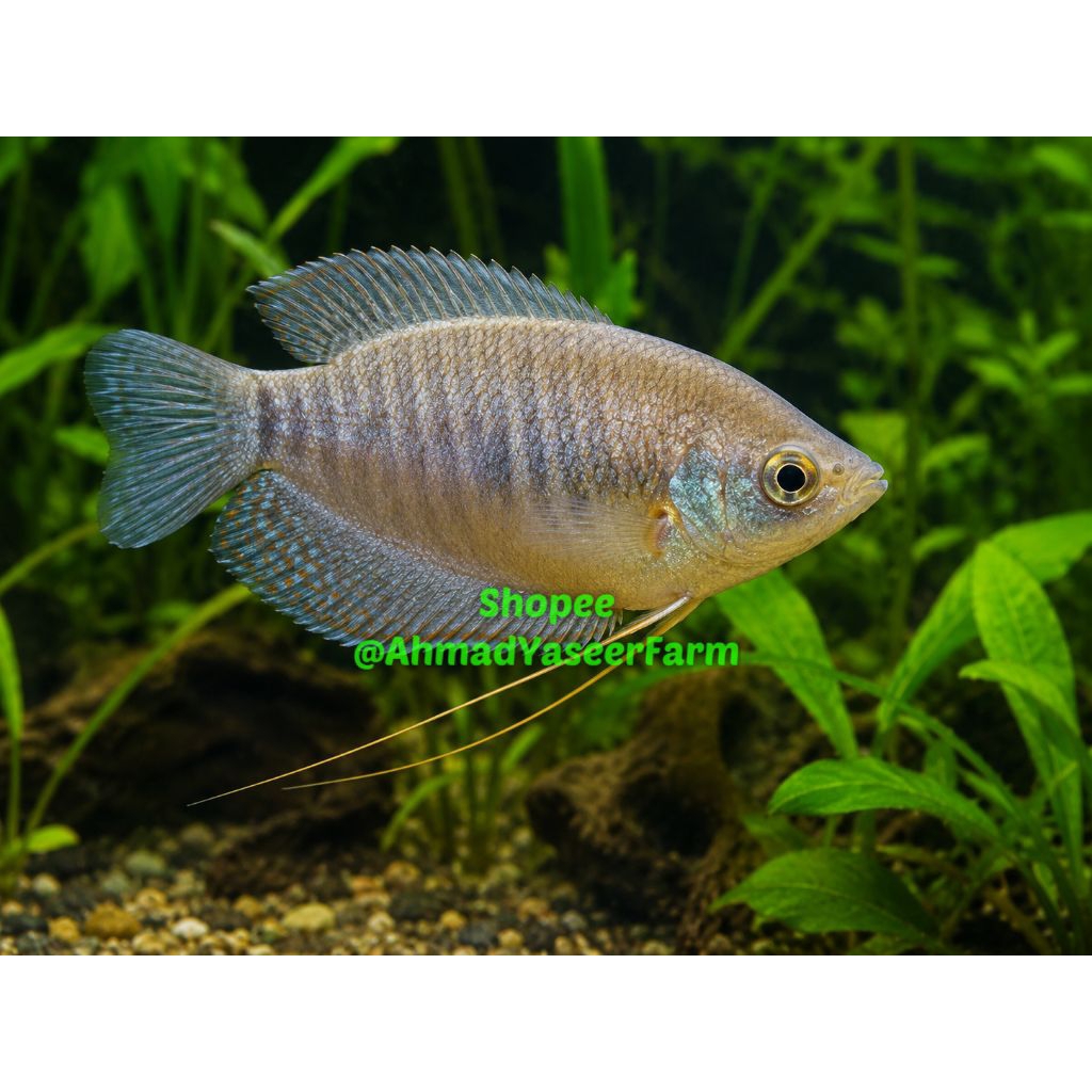 Ikan Sepat - Dapat Hidup Tanpa Aerator, Sehat, Kuat