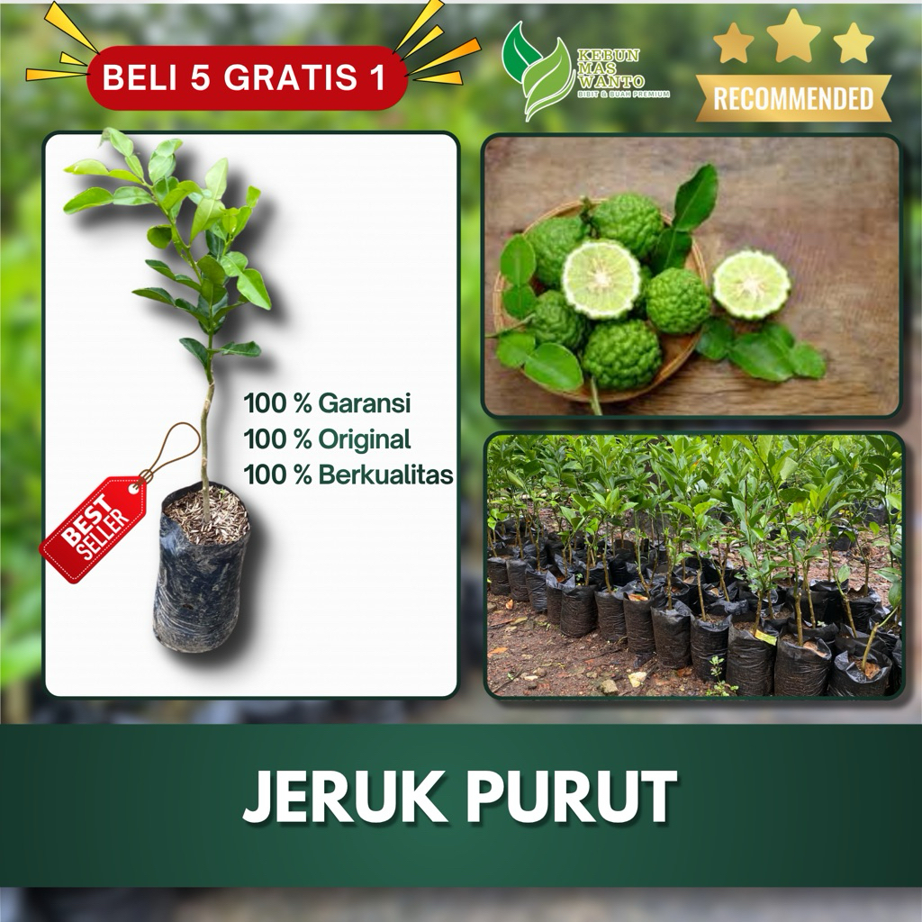 BIBIT BUAH JERUK VARIETAS PURUT HASIL OKULASI-BIBIT JERUK PURUT-JERUK PURUT-BIBIT BUAH JERUK PURUTAH