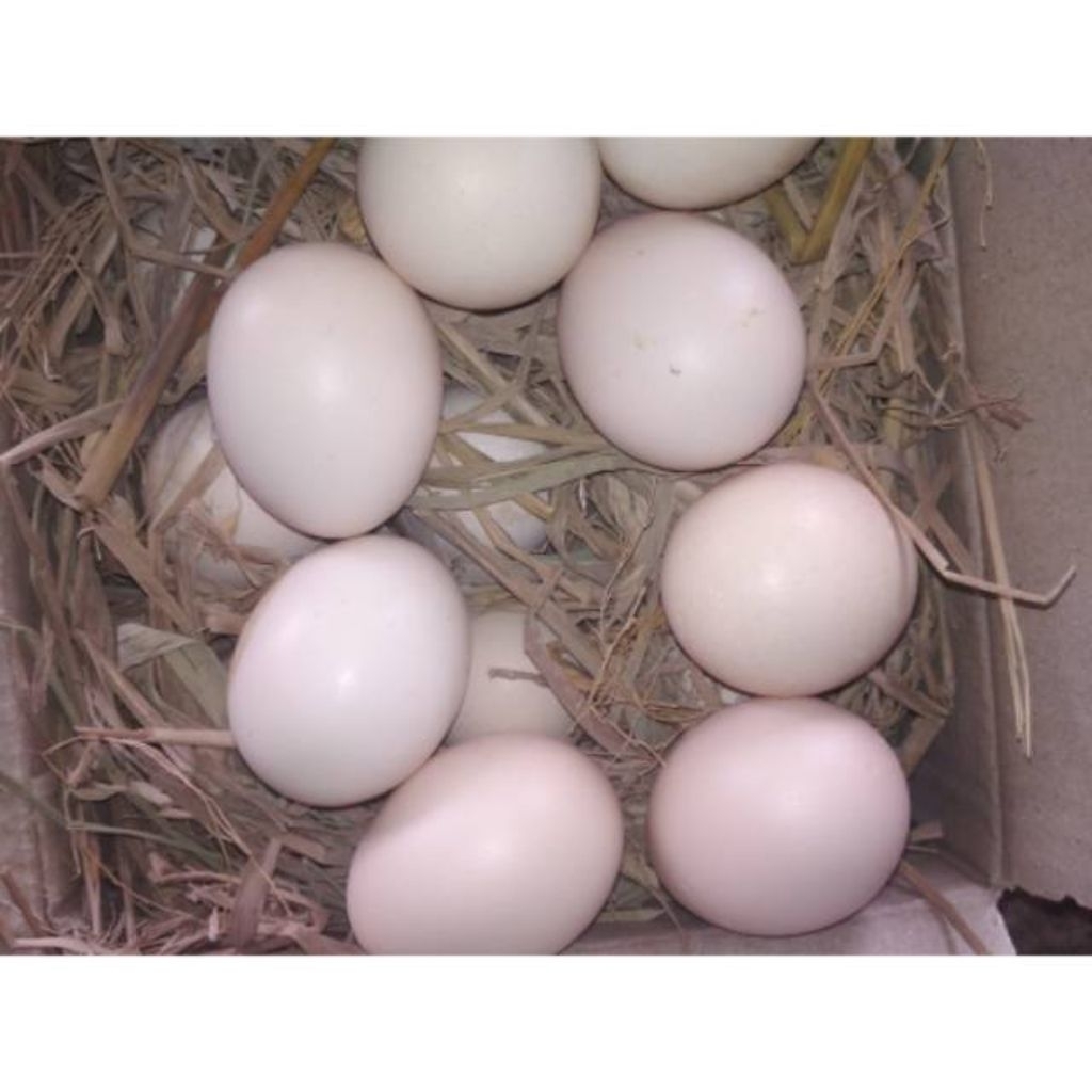 paket hemat 5 telur ayam fertil kate serama petarung atau hiasannya dan cocok untuk peranak