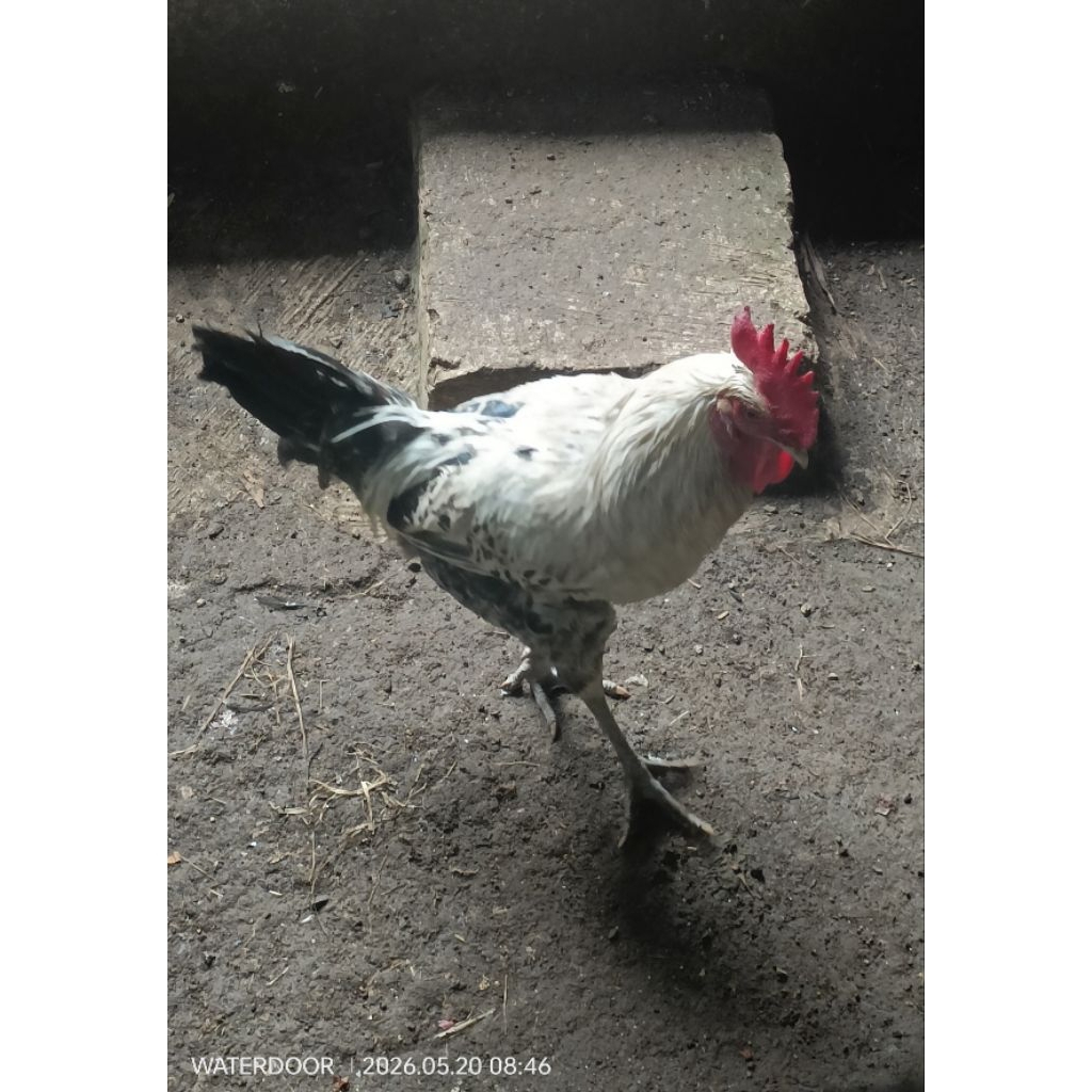 Ayam Arab Jago Jantan Kampung Siap Kawin