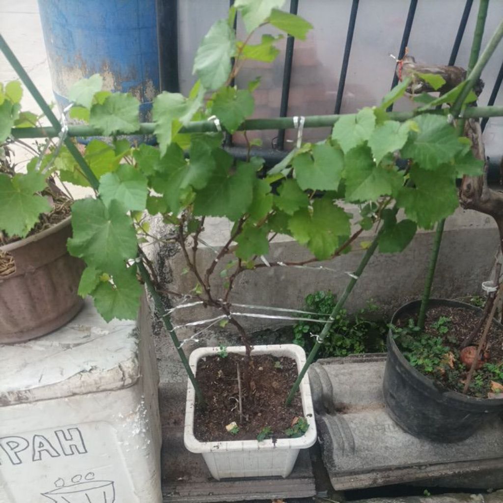 Pohon anggur impor jupiter bonsai