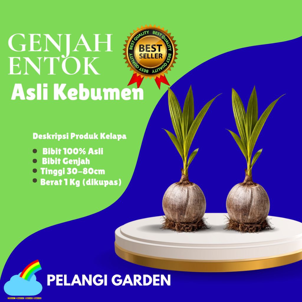 PALING DICARI  Bibit Kelapa Genjah Entok Unggul, Bibit Kelapa Genjah Hijau, Bibit Kelapa Genjah Kebu