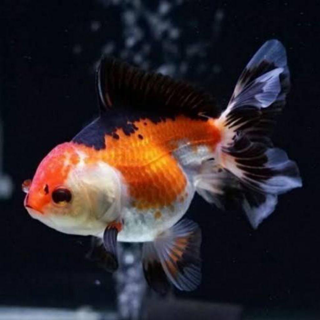 Ikan hias Koki Panda Oranda 3Color(Khusus Gojek)