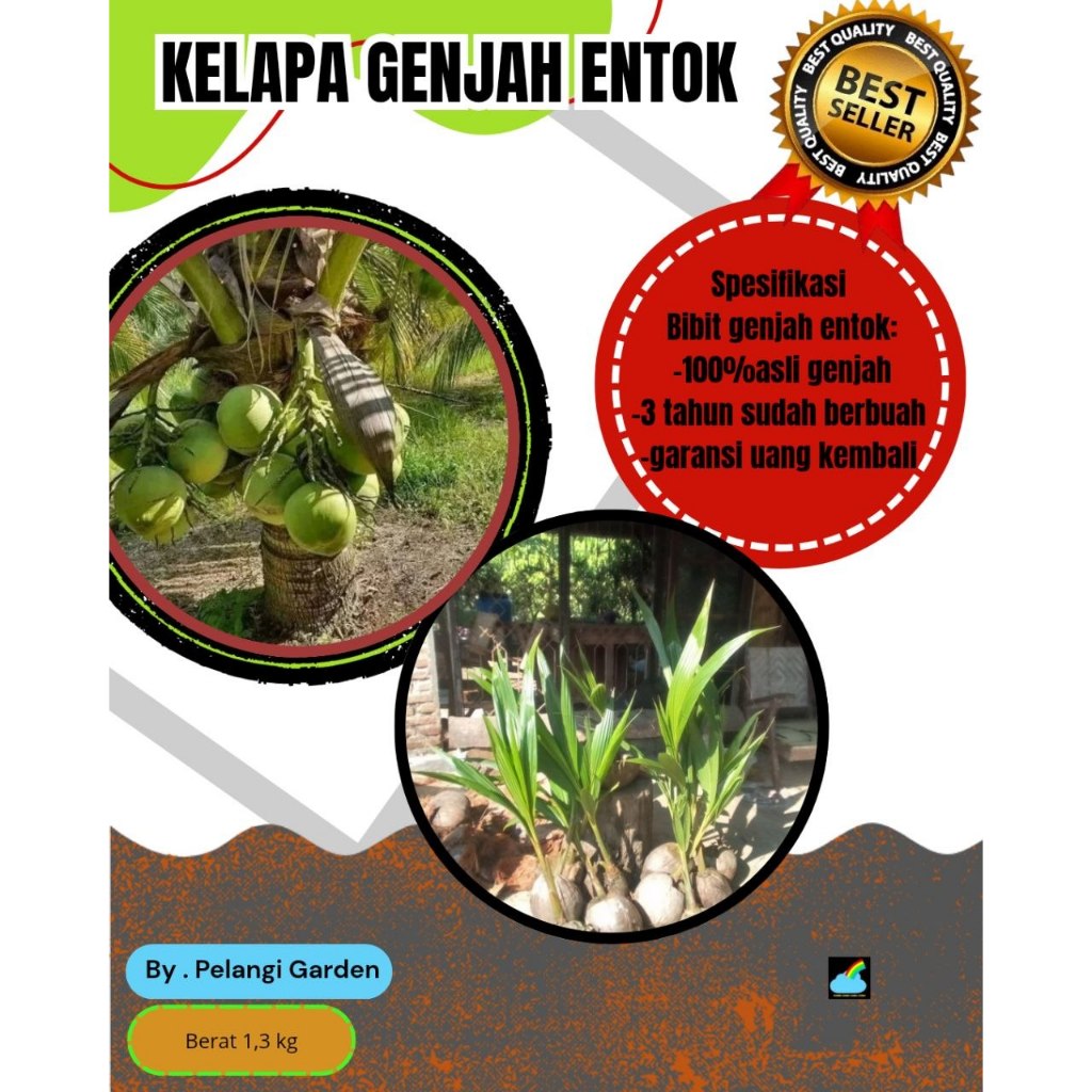 DICARI-CARI  Bibit Kelapa Genjah Hijau, Bibit Kelapa Genjah Kebumen, Bibit Kelapa Genjah Pendek