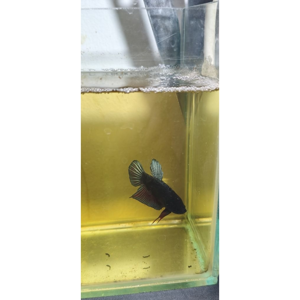Ikan Cupang Adu Premium