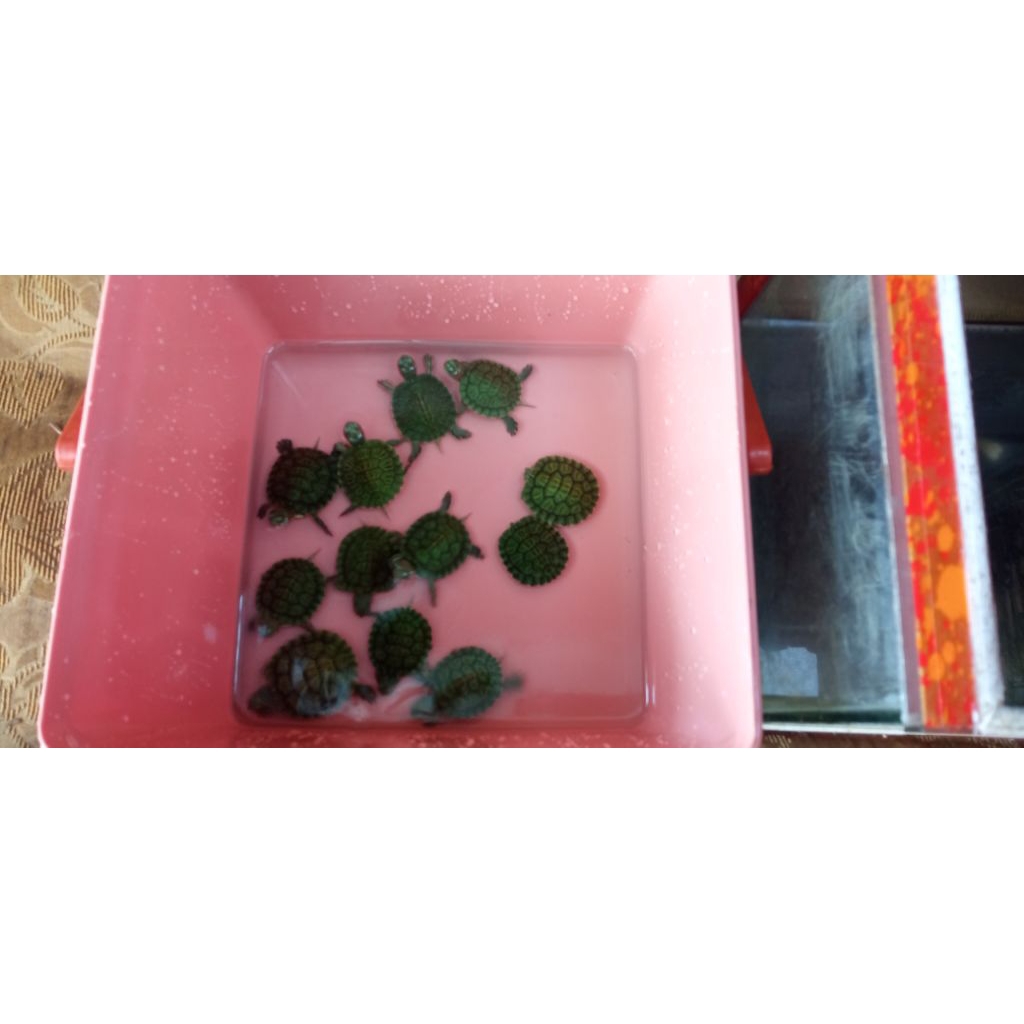 Kura - kura Brazil Res Medium Ukuran 4 cm Paket Hewan Hidup 100% sehat