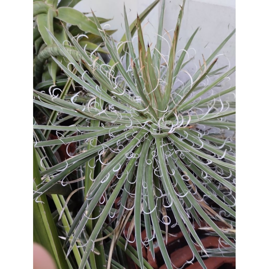 Agave Leopoldii besar diameter hampir 40cm