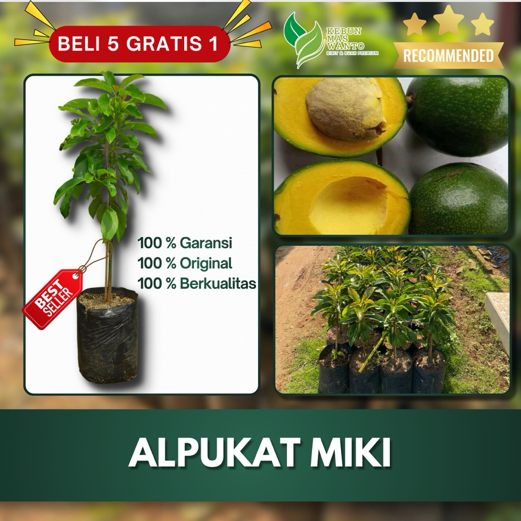 BIBIT ALPUKAT VARIETAS MIKI HASIL OKULASI-BIBIT ALPUKAT MIKI-ALPUKAT MIKI-BIBIT BUAH ALPUKAT MIKI