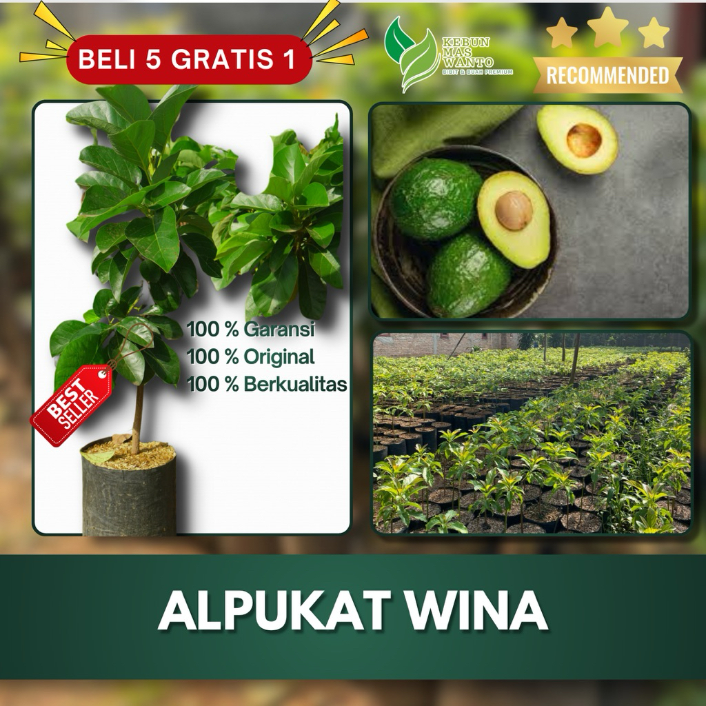 BIBIT ALPUKAT VARIETAS WINA HASIL OKULASI KEBUN IDOLA KEBUN-BIBIT ALPUKAT WINA-BIBIT BUAH ALPUKAT