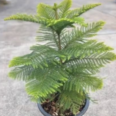 cemara pentris