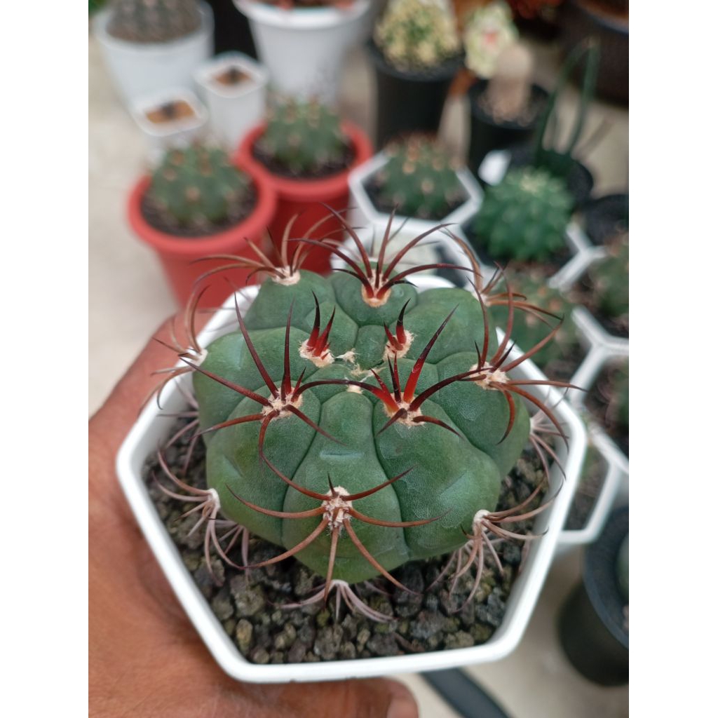 gymnocalycium saglionis ownroot ORI biji