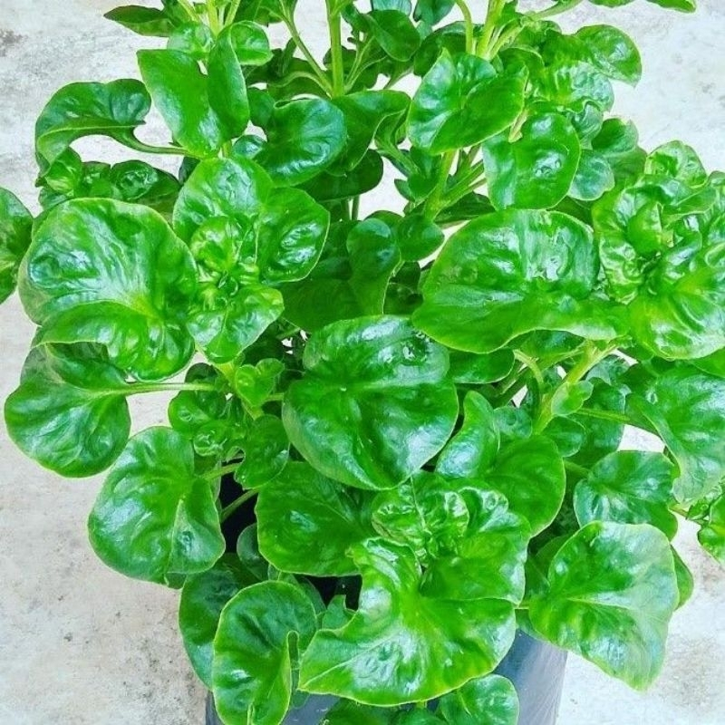 bibit tanaman bayam brazil / Tanaman sayur bayam brazil / Pohon bayam