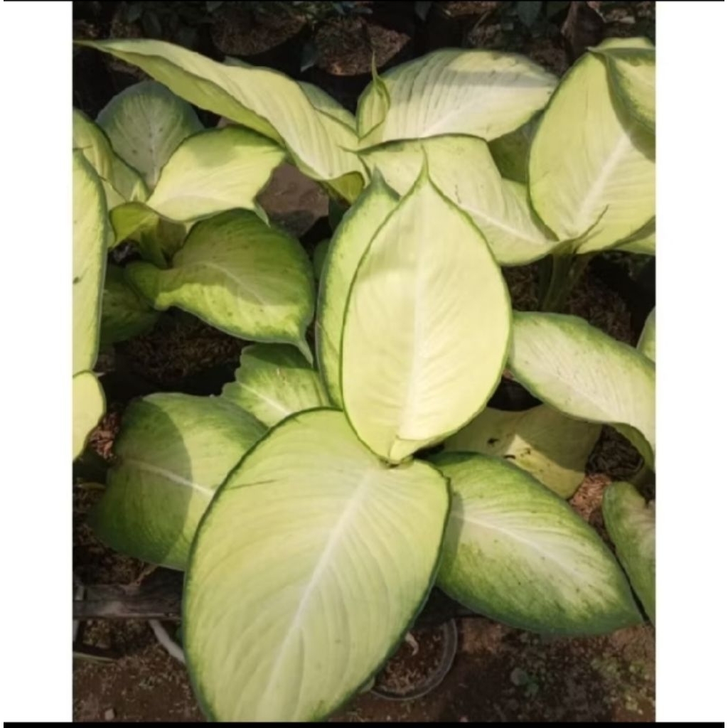 Aglonema tisu bangkok remaja