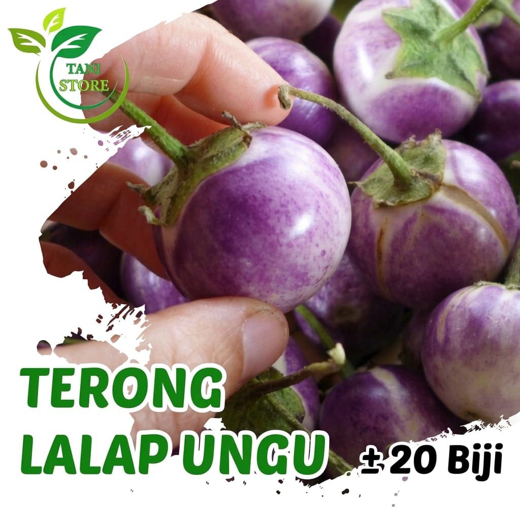 ±20 Biji benih terong lalap ungu_bibit terong lalap