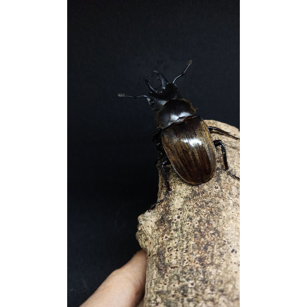 ODONTOLABIS DALMANI PAIR