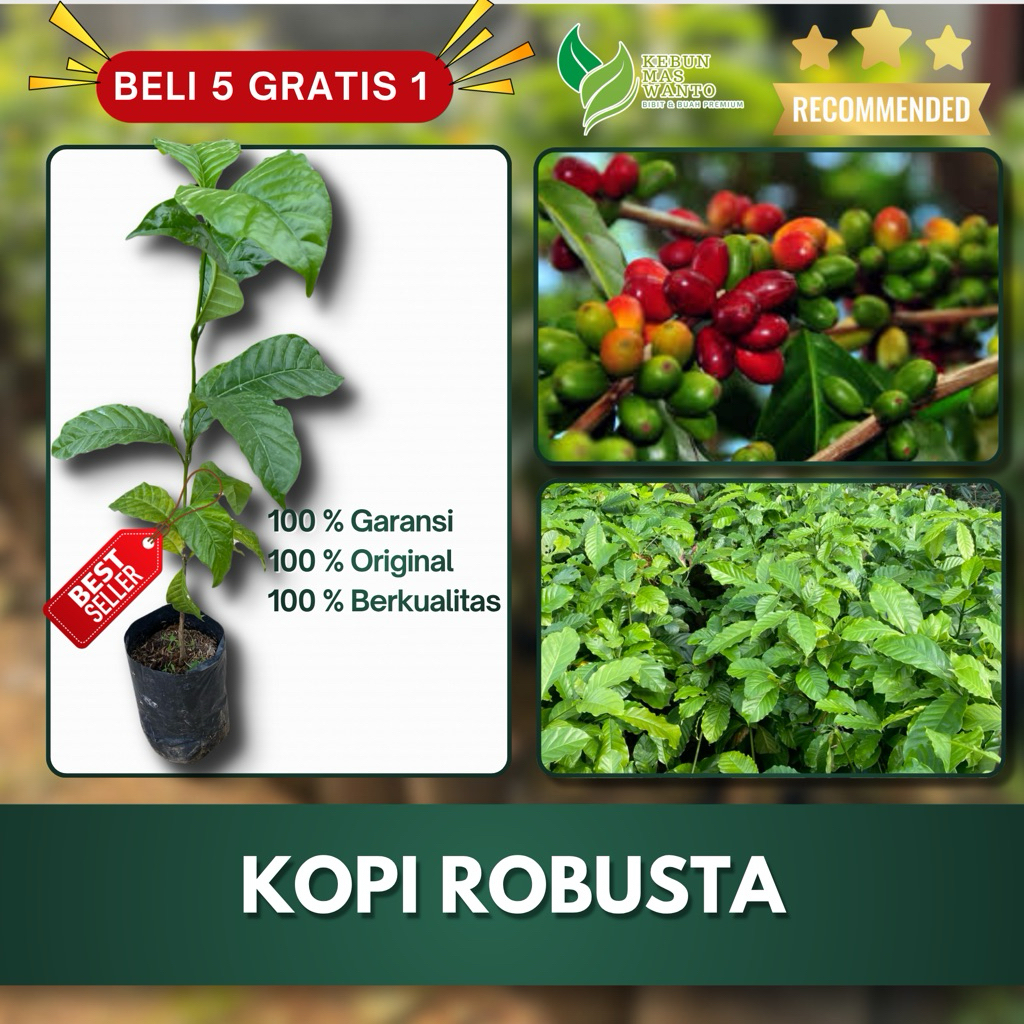 BIBIT BUAH KOPI VARIETAS ROBUSTA LIWA SUPER GENJAH HASIL SAMBUNG SUPER UNGGUL IDOLA KEBUN-BIBIT KOPI