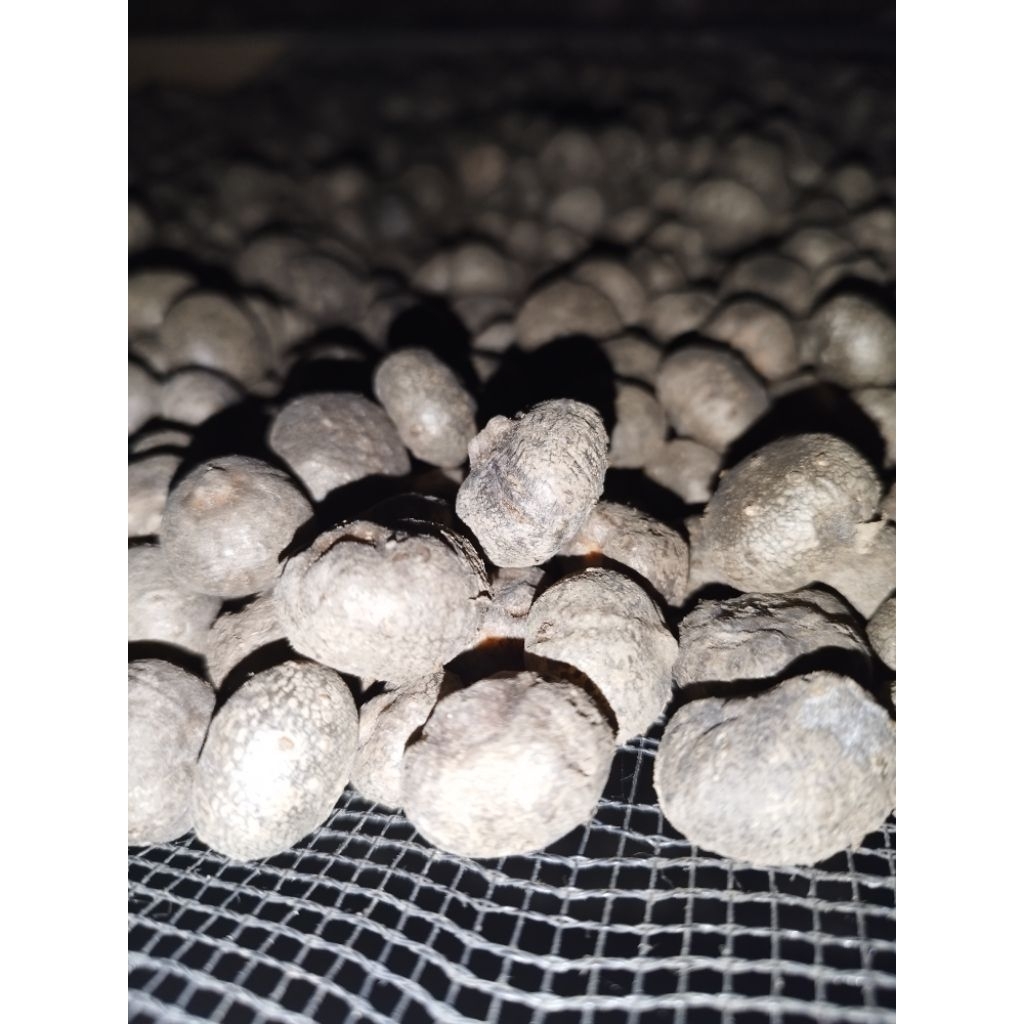 BIBIT PORANG KATAK ASLI MURAH / BIBIT KATAK PORANG DORMAN / BIBIT KATAK PORANG ASLI DORMAN / BULBIL 