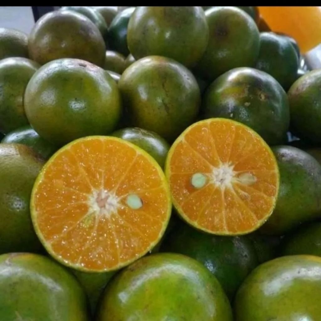 buah jeruk peras/BL asli Semboro ambil 2kg lebih hemat