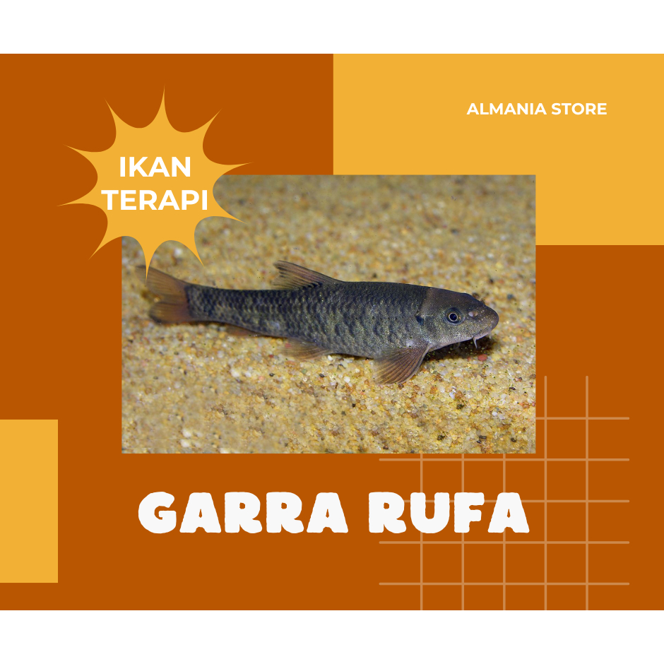 [50 ekor] Ikan Terapi Gararufa | Garra Rufa size 3-4cm