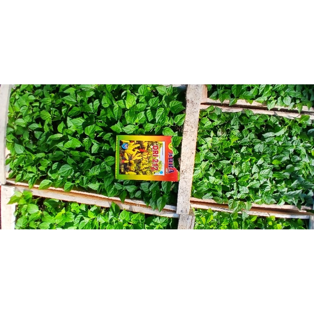 Bibit Cabe Ori 212 siap tanam